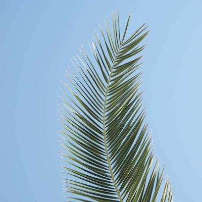 澳门4949资料免费大全下载手机版